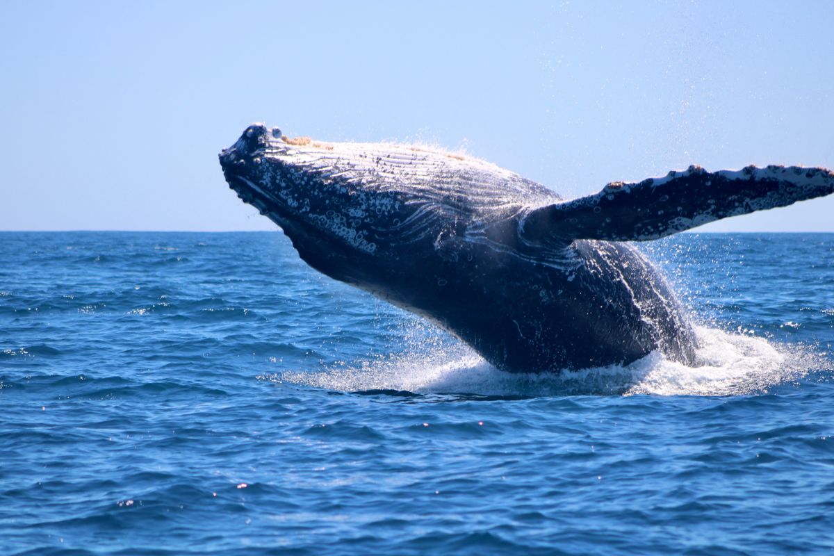 Humpback whale breaching in deep blue water off Los Cabos